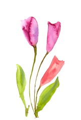 Pink flower, watercolor illustrator