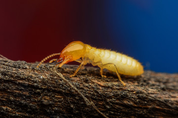 Termite