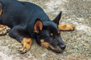 Black dog waiting for the owner to get away with loneliness