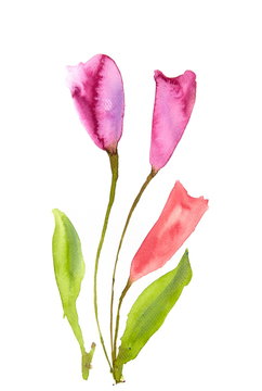 Pink flower, watercolor illustrator