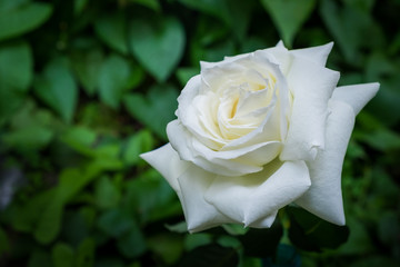 Beautiful white rose flower in a garden.