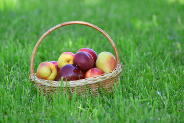 wicker basket with fruits  is on green grass.