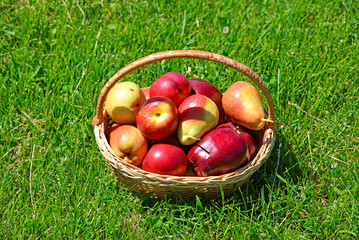 wicker basket with fruits  is on green grass.
