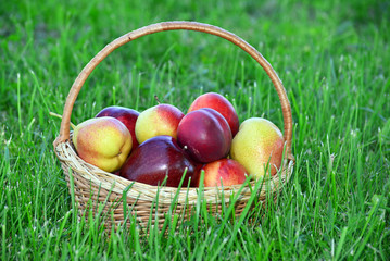 wicker basket with fruits  is on green grass.