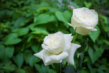 Beautiful white rose flower in a garden.