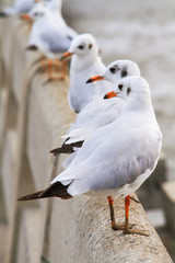One seagull side view.