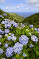 Hydrangea macrophylla, Flores island, Azores, Portugal, Europe