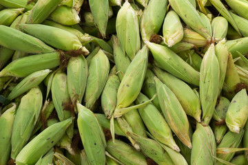 A lot of corn, Pattern.