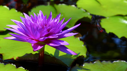 Beautiful waterlily or lotus flower. Beauty in nature.