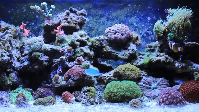 Marine reef aquarium scene
