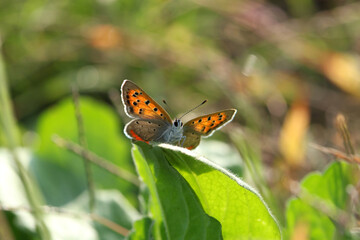 open the wings on the shiny leaf