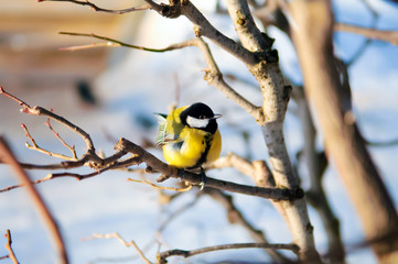 Fototapeta premium Tit, Titmouse in winter, titmouse bird sitting on a branch in winter forest, yellow breast the Tits, animals in winter, migratory birds, snow outdoors, the wildlife, the cold, fairy-tale forest.