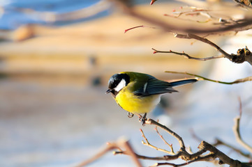Tit, Titmouse in winter, titmouse bird sitting on a branch in winter forest, yellow breast the Tits, animals in winter, migratory birds, snow outdoors, wildlife, the cold, fairy-tale forest.