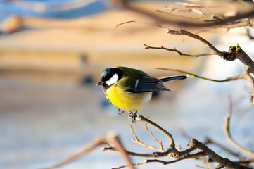 Tit, Titmouse in winter, titmouse bird sitting on a branch in winter forest, yellow breast the...