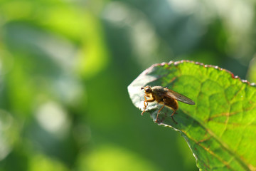 fly on the shiny leaf