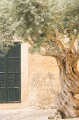 Olivenbaum Alt Mediterran