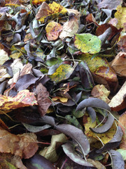Herbstlaub