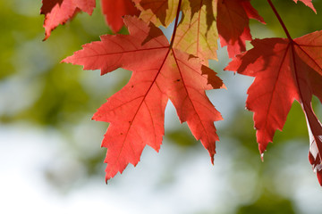 Bright vibrant color maple tree (acer) leaves in fall