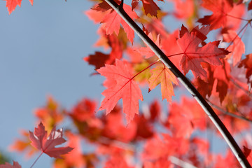 Bright vibrant color maple tree (acer) leaves in fall