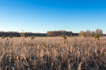 morning in a field on the outskirts of the forest