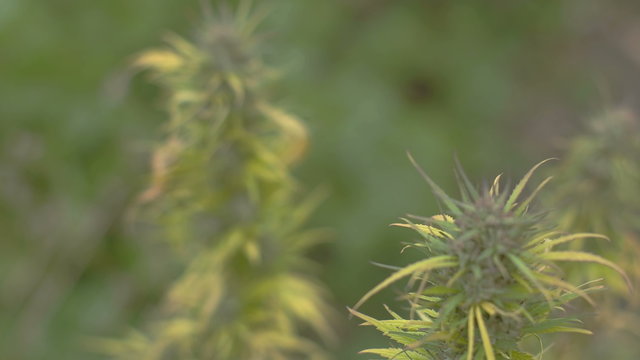 Homegrown Marijuana Plant