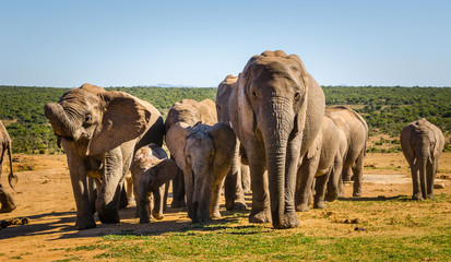 Elefanti, famiglia - Addo Elephants Park - Sudafrica
