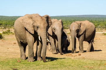 Fototapeta premium Elefanti, famiglia - Addo Elephants Park - Sudafrica