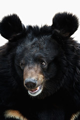 portrait of a bear 