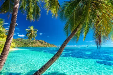 Küchenrückwand glas motiv Tropischer Strand Palmen an einem tropischen Strand mit blauem Meer auf Moorea, Tahiti