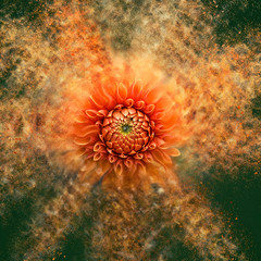 Fototapeta na wymiar Flower - Exploding