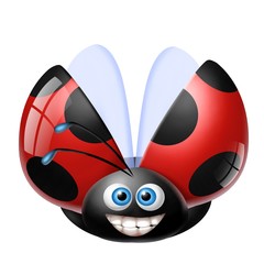 Obraz premium coccinella