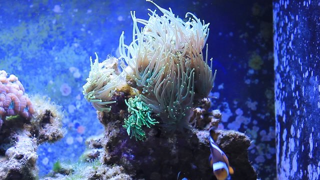 Real Nemo enjoying in Coral in coral reef aquarium