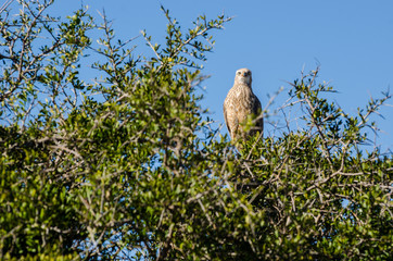 Aquila nipalensis, safari, Kruger Park - Sudafrica