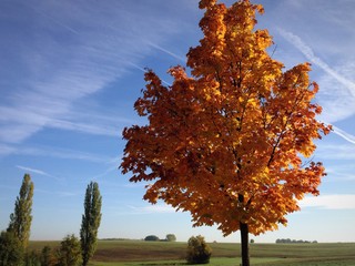 Laubfärbung am Baum im Herbst