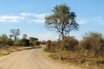 Strada, safari, Kruger Park - Sudafrica