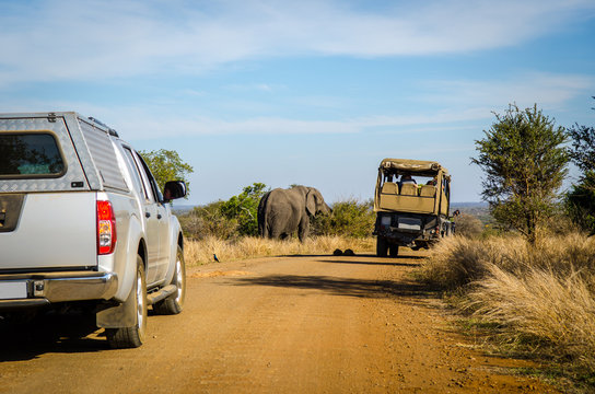 Fototapeta Jeep, Elefante, safari, Kruger Park - Sudafrica