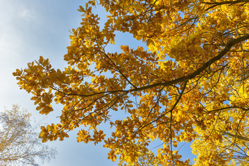 yellow leaves against the sky oak.