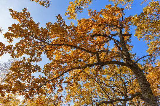 the oak tree yellow leaves.