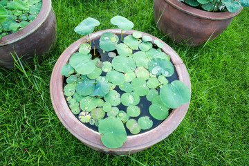 Lotus earthen pot © thirathat