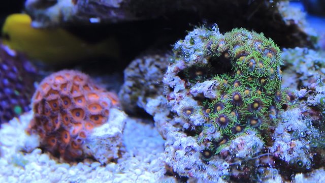 Coral Close up in coral reef aquarium 