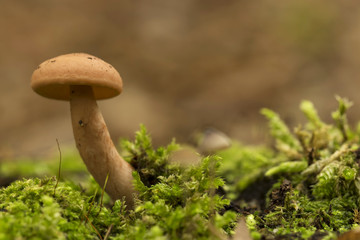 Little mushroom on the moss, macro ( selective focus )