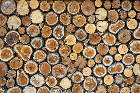 Seamless wood texture of cut tree trunk