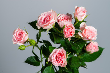 Closeup beautiful fresh natural pink roses in blossom and flower
