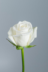 Fototapeta premium Closeup beautiful white rose on a gray background