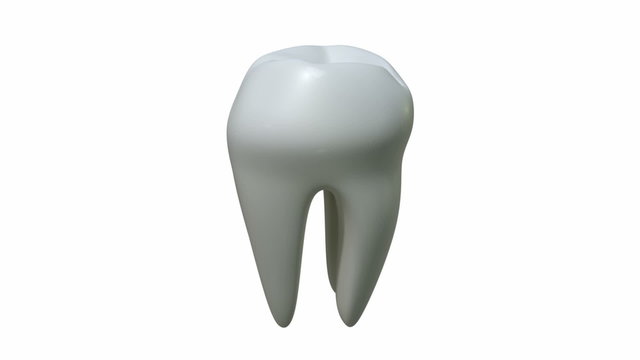 A clean single molar tooth and roots rotating on an isolated white background