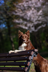 border collie dog portrait 