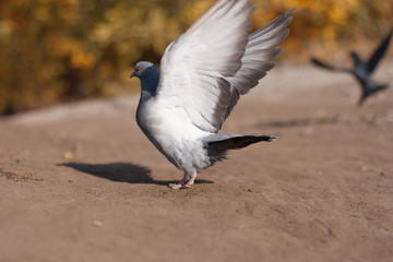 Grey Pigeon in the summer park
