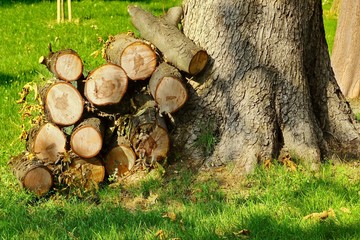 Woodpile Near Large Tree On The Park Lawn