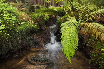 forest stream