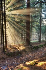 Sunbeams in the spruce forest